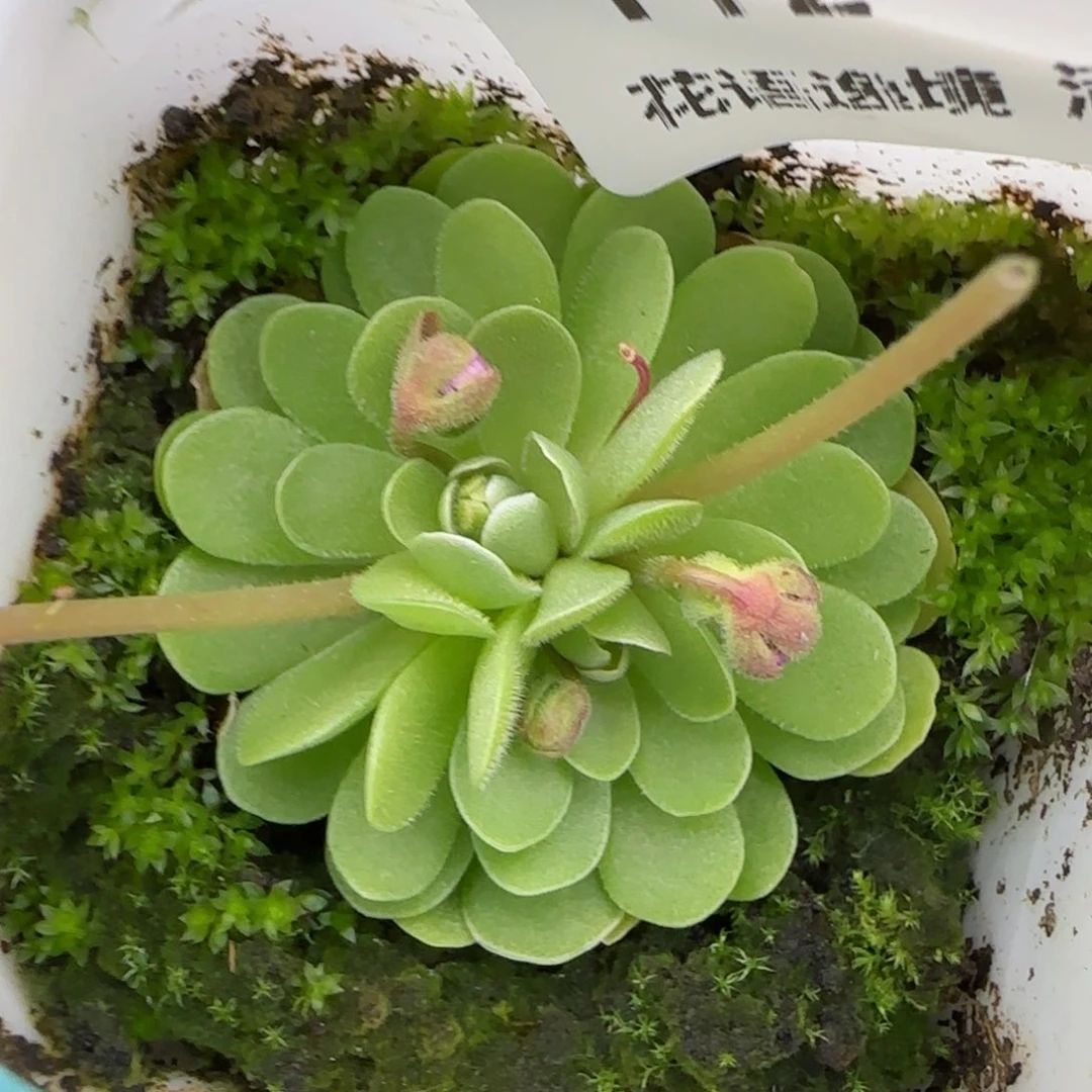 花语逸镜0208-112