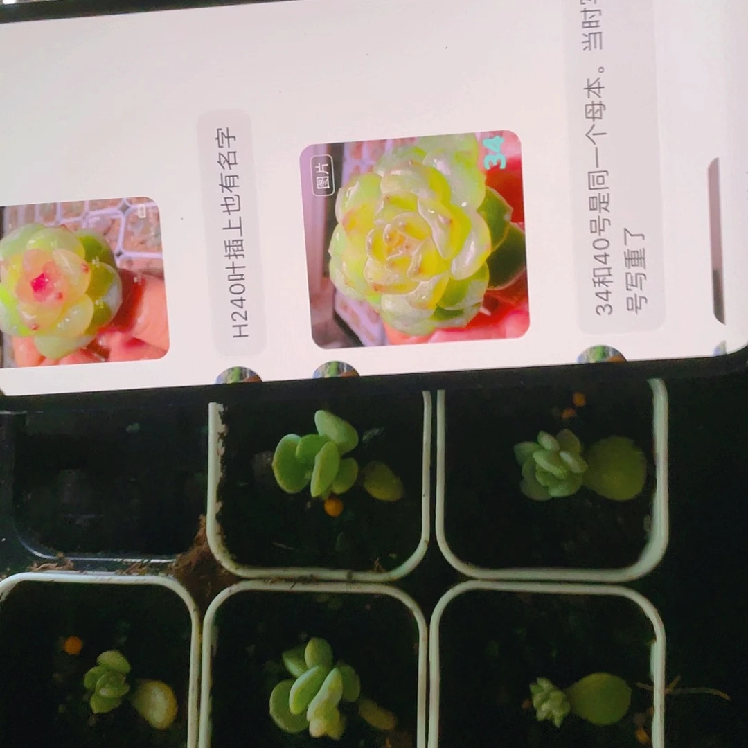 风花37号中苗盆一个满25包邮