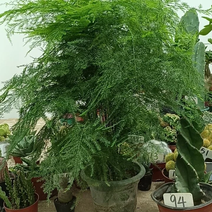 无花朵文竹          20元