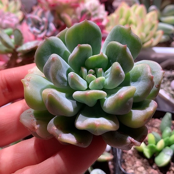 超奶锦拉丝锦可嫁接