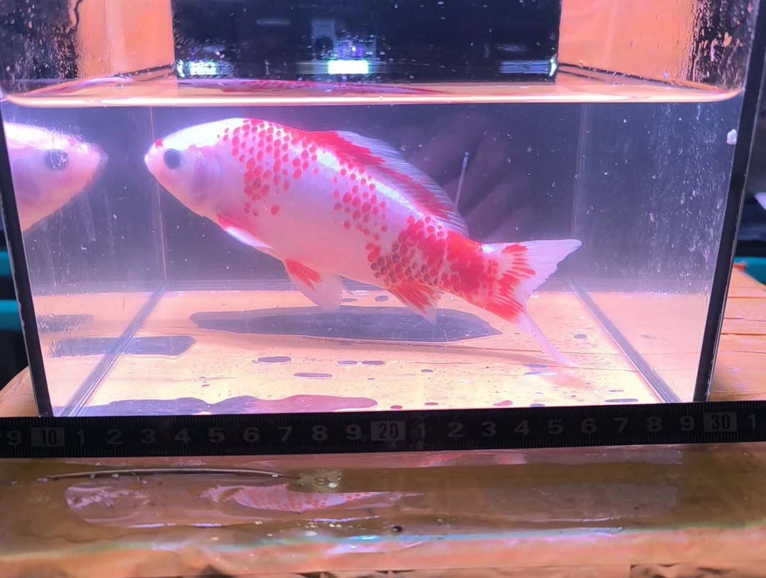 海水鱼品相自鉴全场包邮