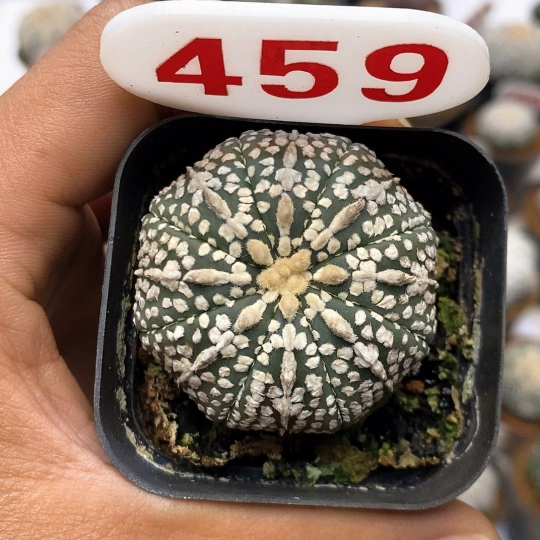 459福利奇迹福利特价咯