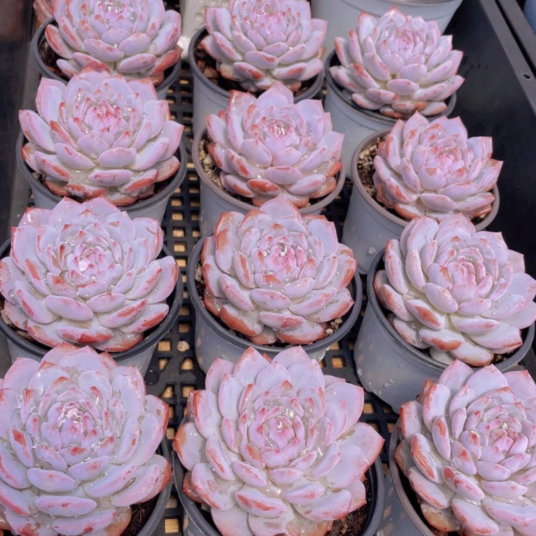 量拍31号 星星橙大单头一个