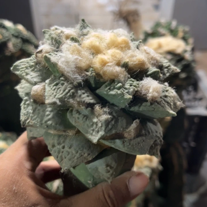 ?*牡丹三角嫁接仙人球