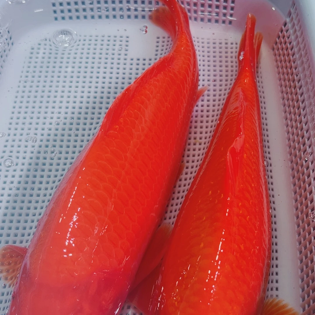 锦鲤锦鲤冷水鱼观赏