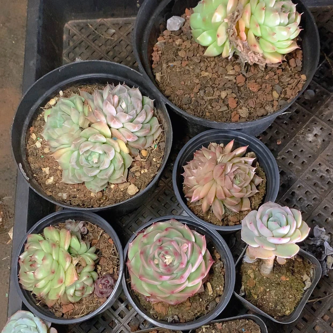 【闪购商品】云241号