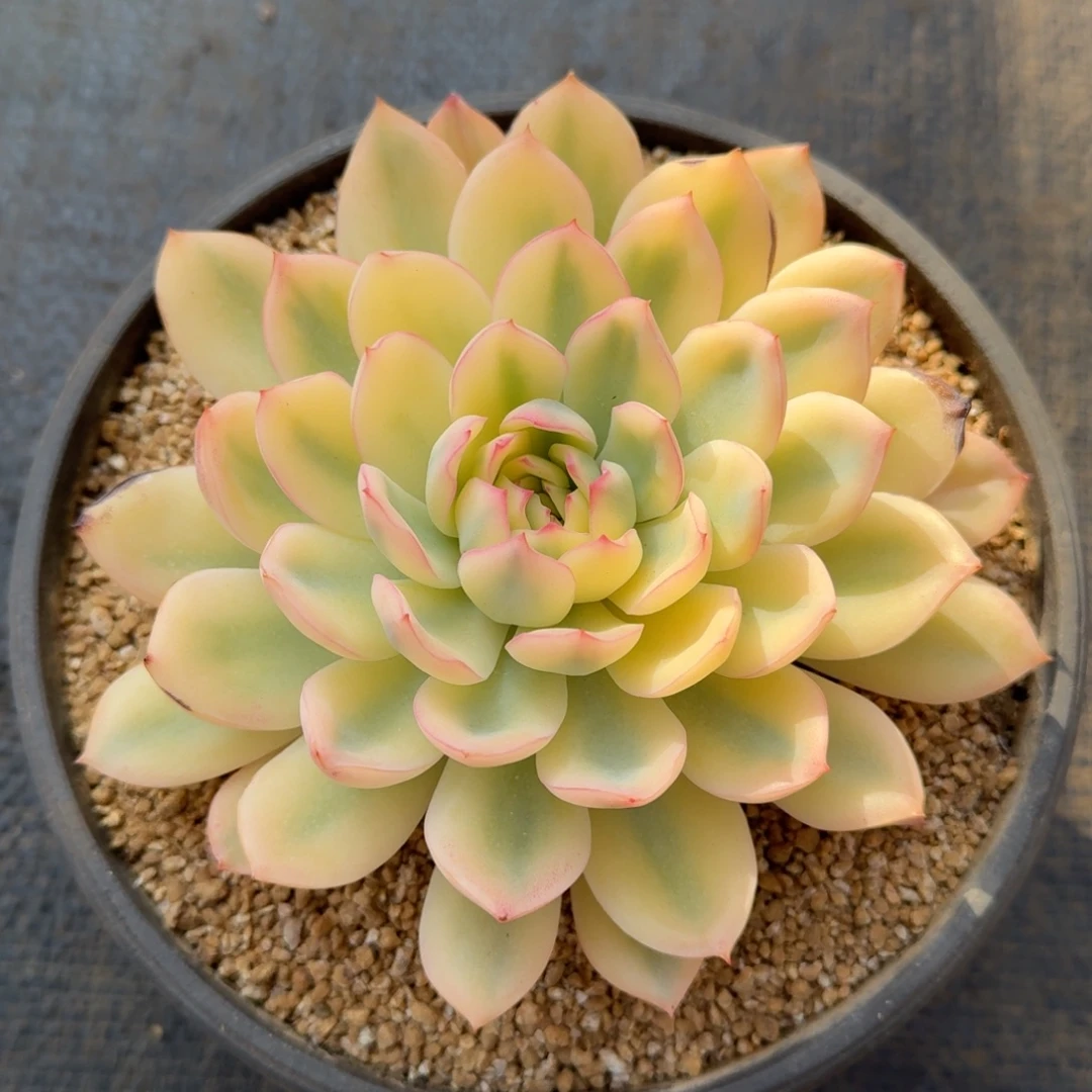 雨燕座锦锦上园艺一物一拍