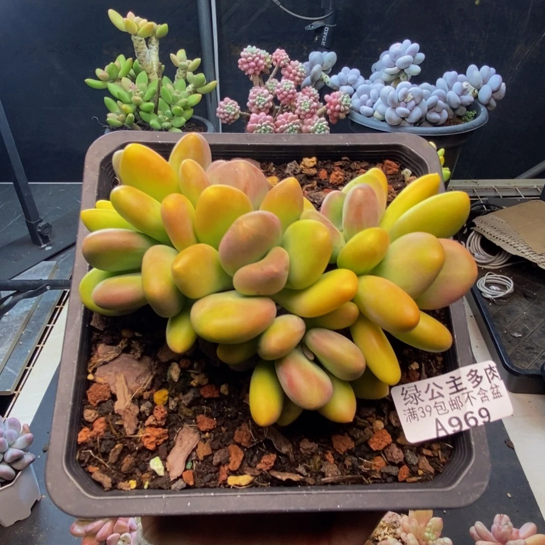 969芒果奶多肉10c m