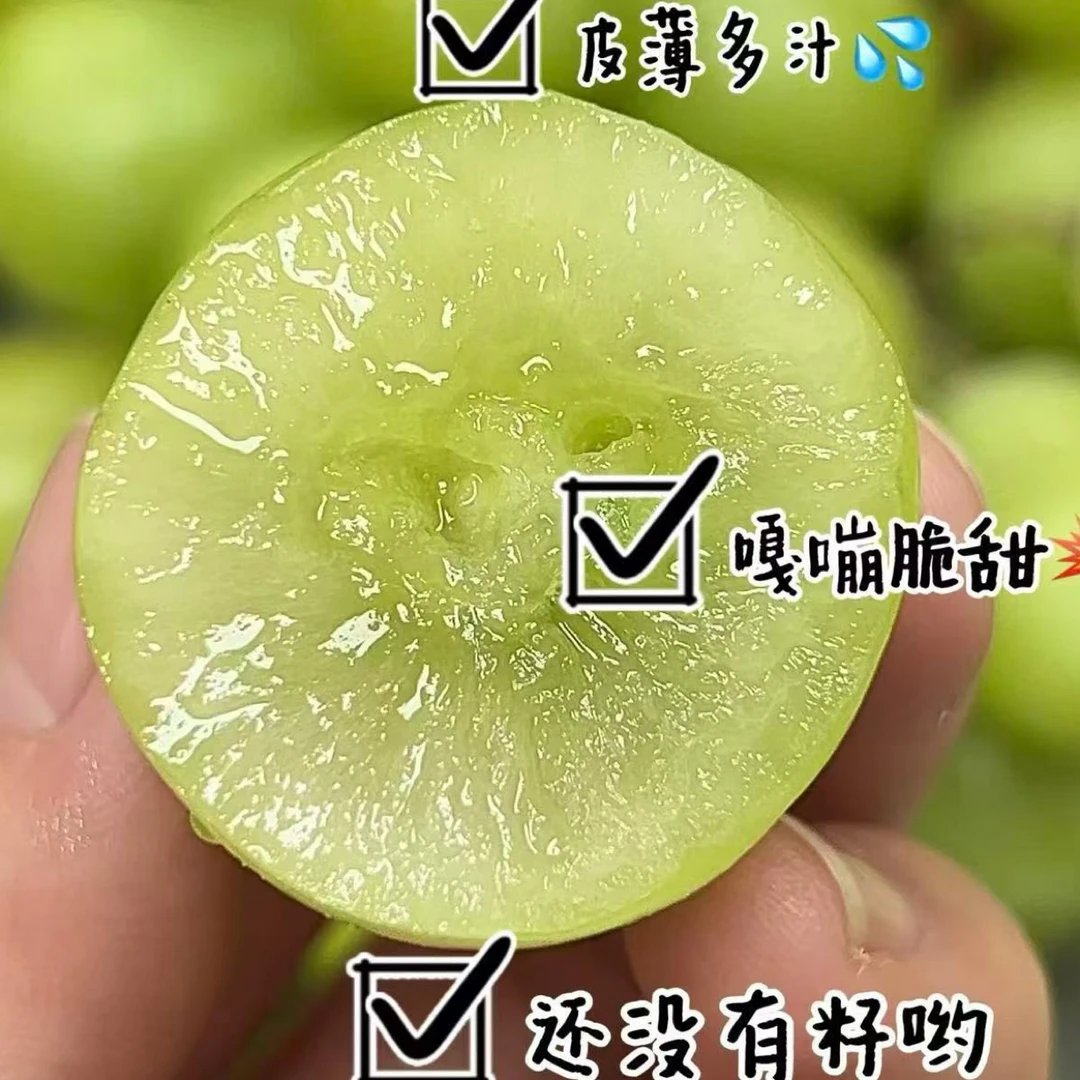 云南阳光玫瑰甜度非常高云南省