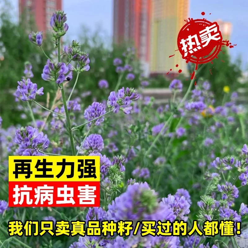 紫花苜蓿草包衣种籽喂猪免鱼草籽种植牧草种子孑食用播种高产