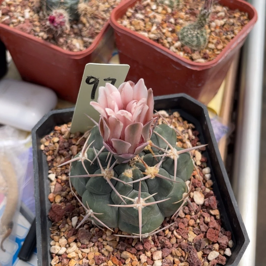 鹿角柱实生仙人球强刺铅皮