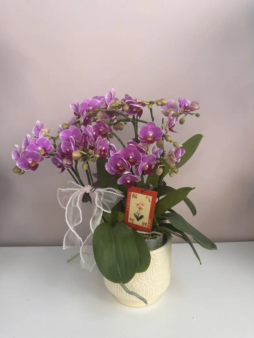 精品蝴蝶兰【汤圆】鲜花盆栽好养活多样性发货