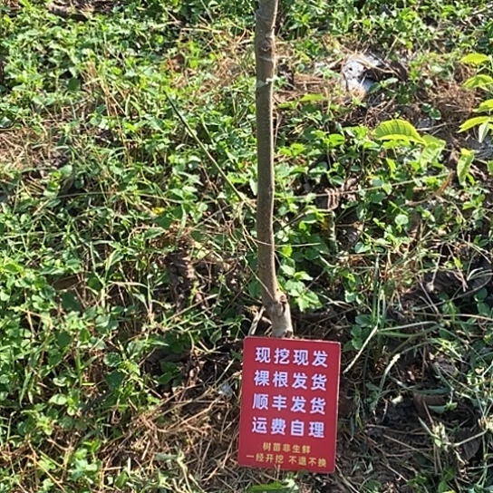 ***財吊坠文玩核桃蛤蟆