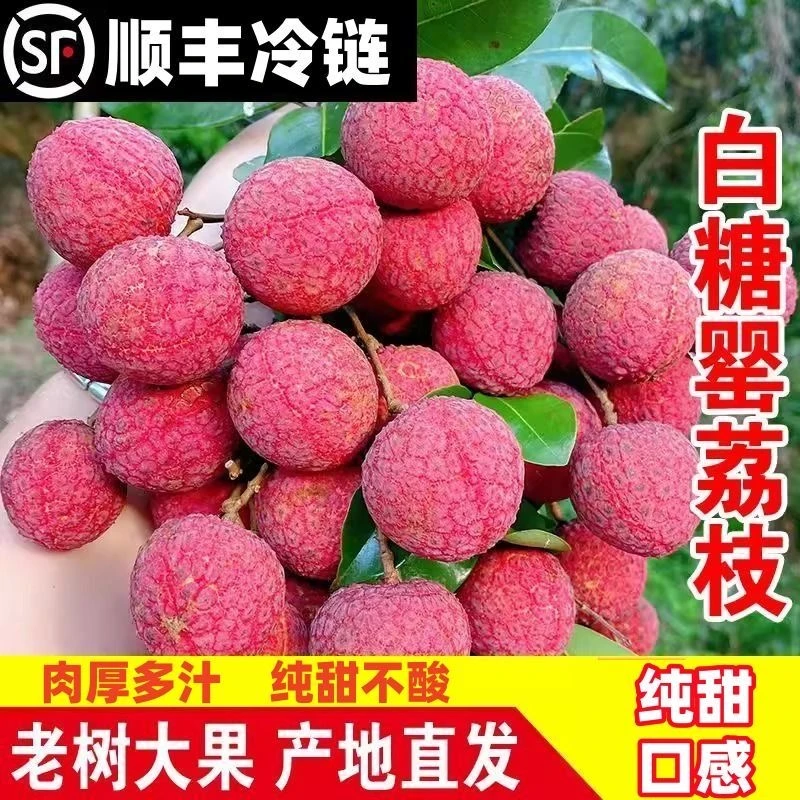 【高州白糖罂】荔枝当季现摘果肉厚实清甜爆汁坏果包赔顺丰冷链发货荔枝同城送新鲜