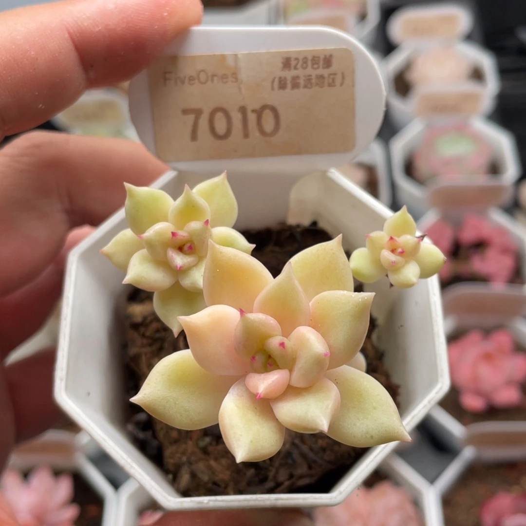 璀璨7010-6.0厘米