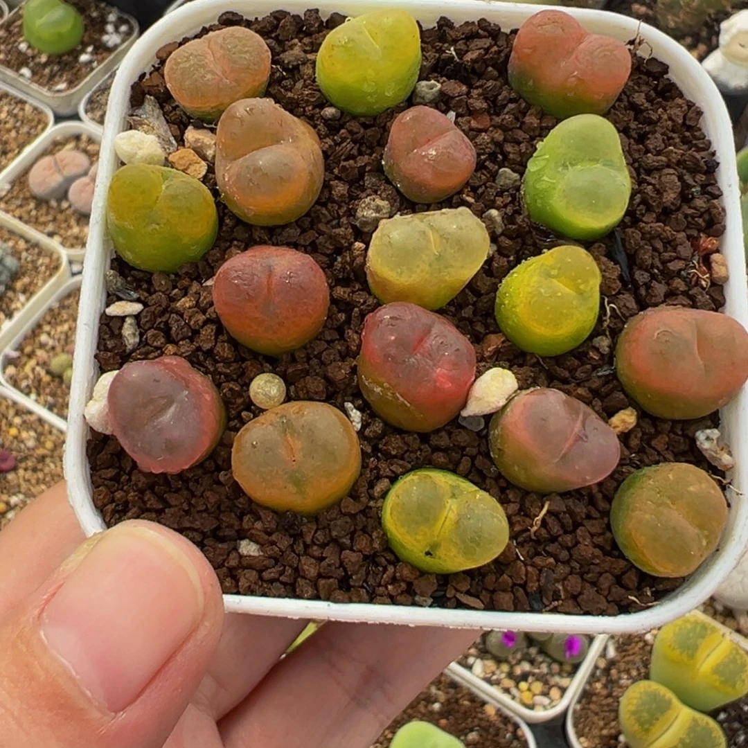 258多肉植物种类多样
