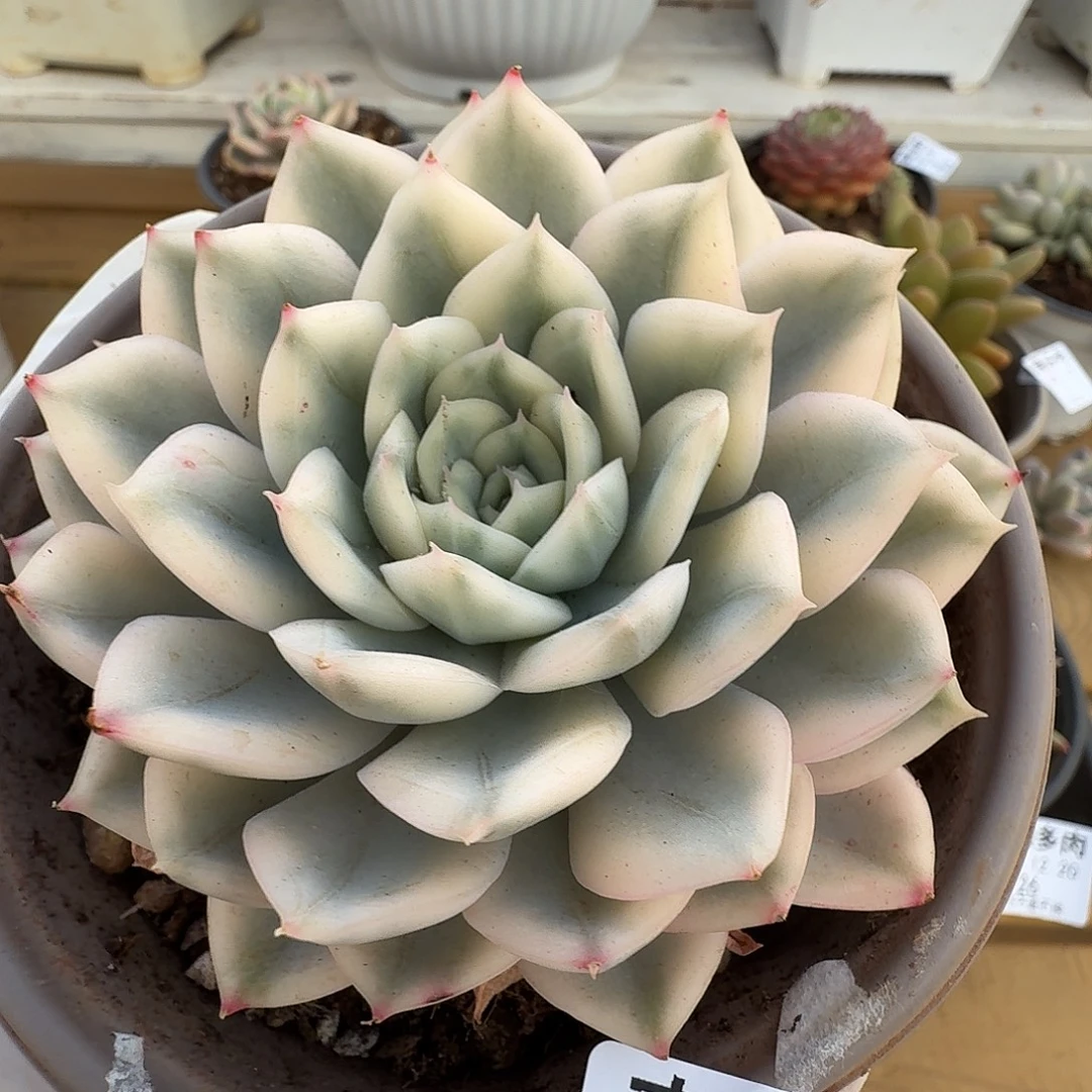 月亮仙子锦1111220-31