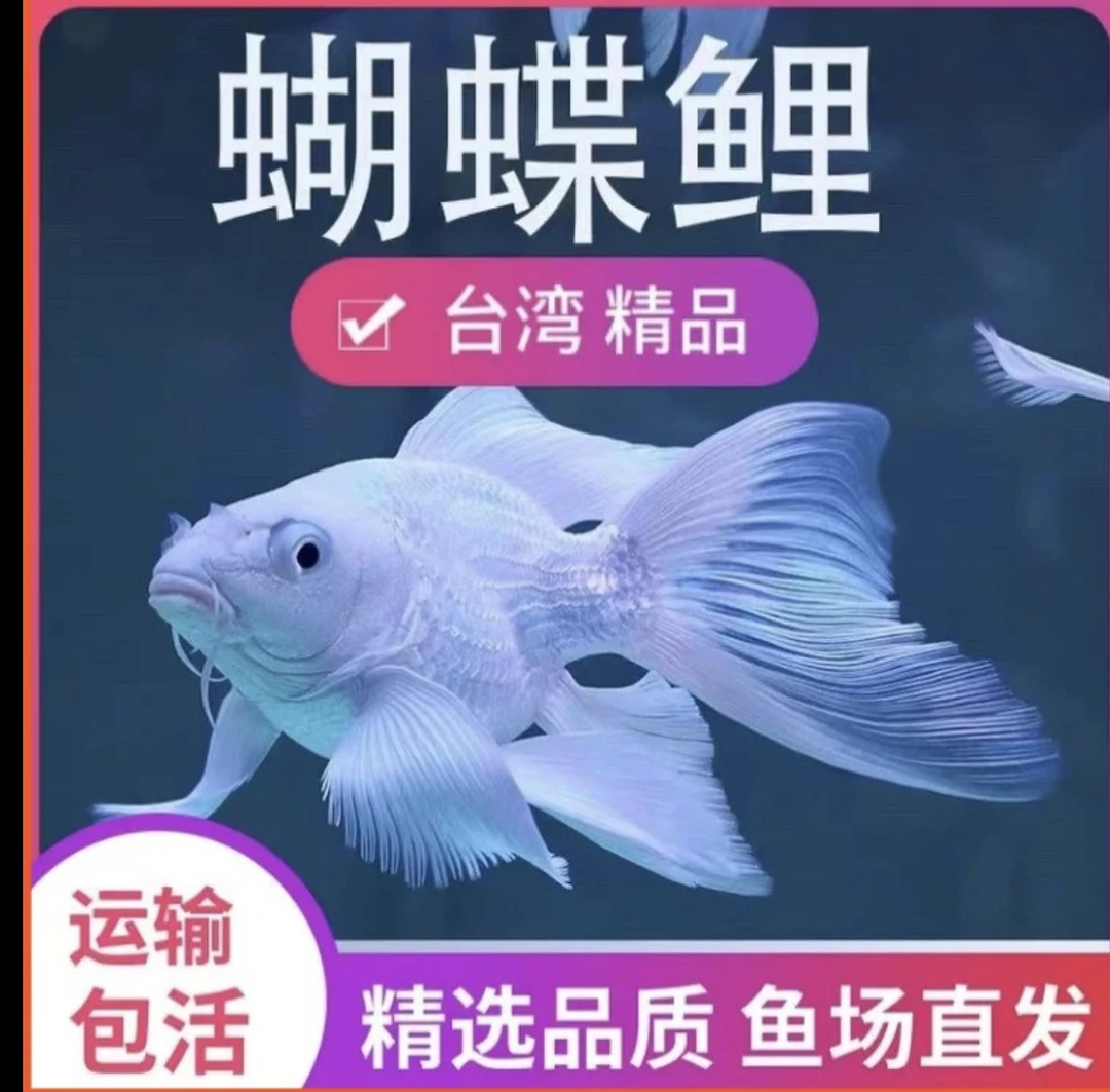 蝴蝶鲤纯种石膏白狮头短球体观赏鱼淡水精品活体16~19尺寸