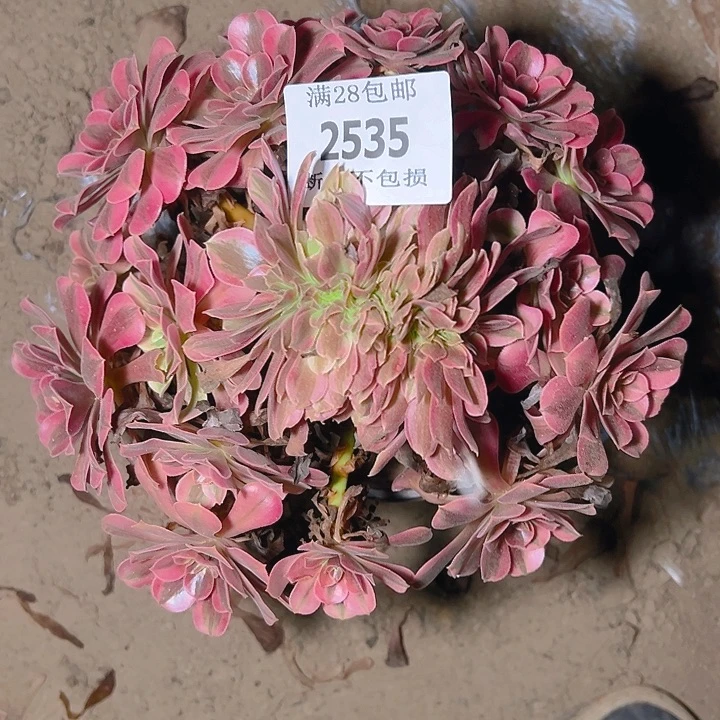2535美杜莎众星捧月缀