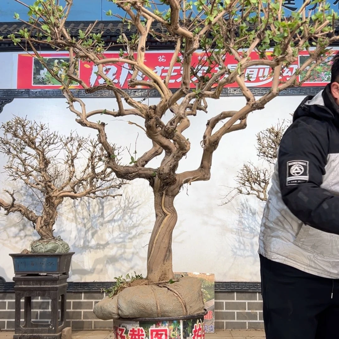 无花朵金银花58885555555555888