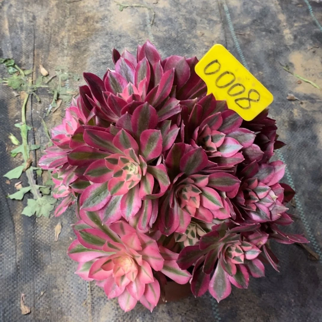 红陶梅*宝0008女巫。