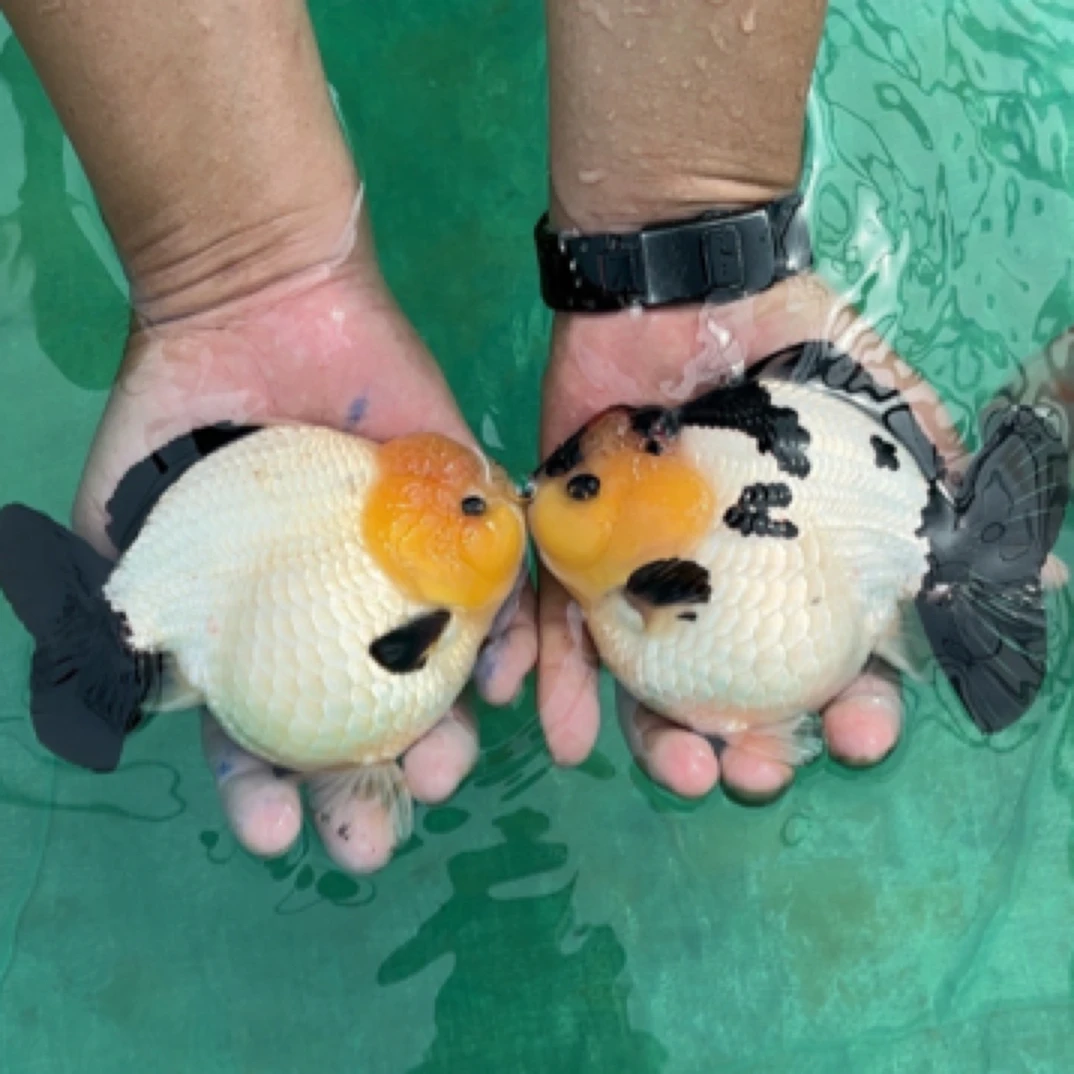 玛丽观赏鱼苗一组六条