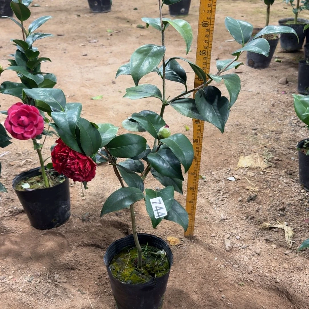 少量花朵（建议范围：2朵-5朵 或40%以下）744云斑