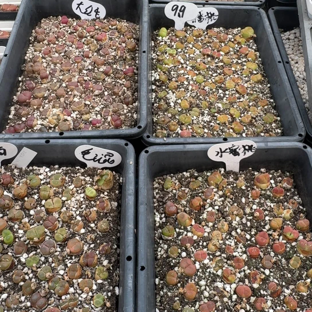 蟠桃水蜜桃毛混红毛共12个福利