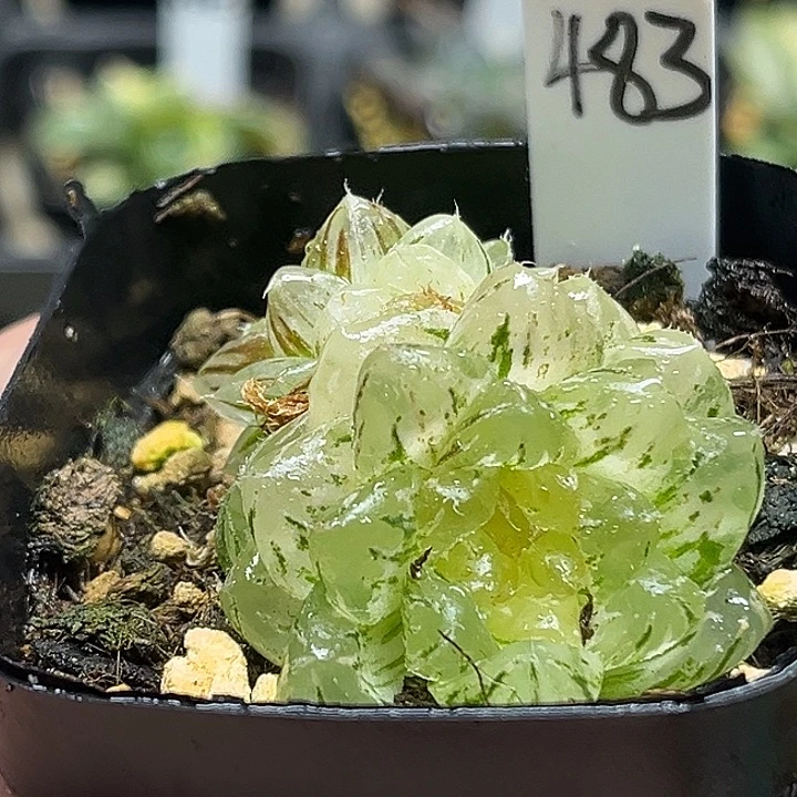 483双头翠云玉露锦