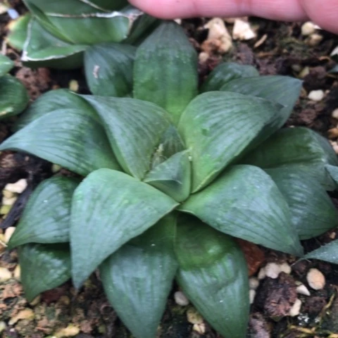 寿脱盆发货哈哈哈哈哈