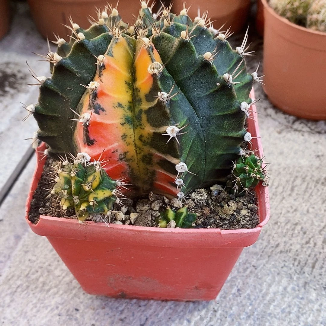 完全开放牡丹锦11111111111个