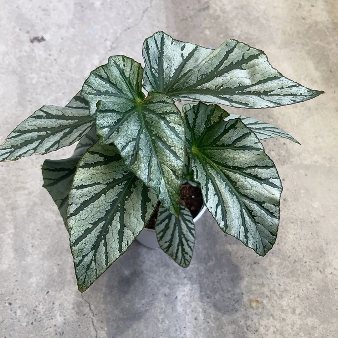 无花朵凤倩 带保温