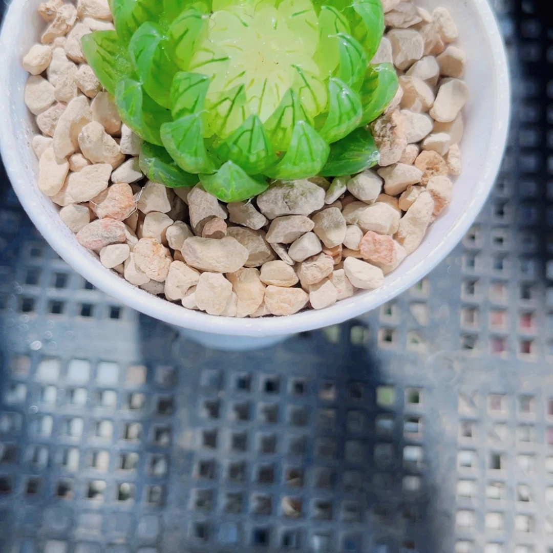 特价福利多肉植物