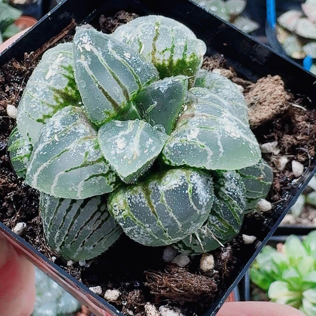 无花朵十二卷 云遮月 新粉福利