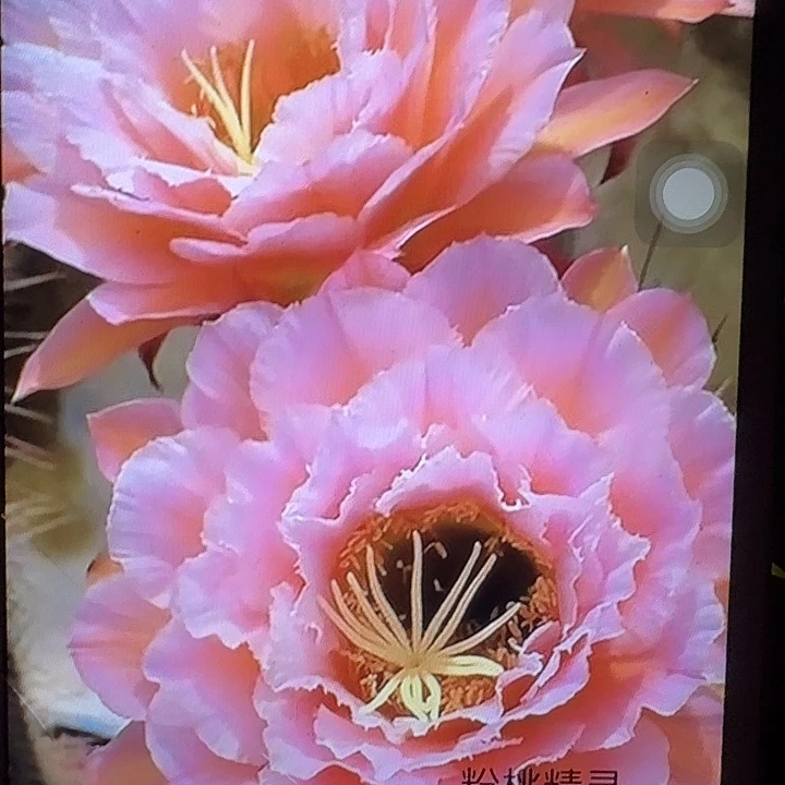 粉桃精灵高10公分毛花柱