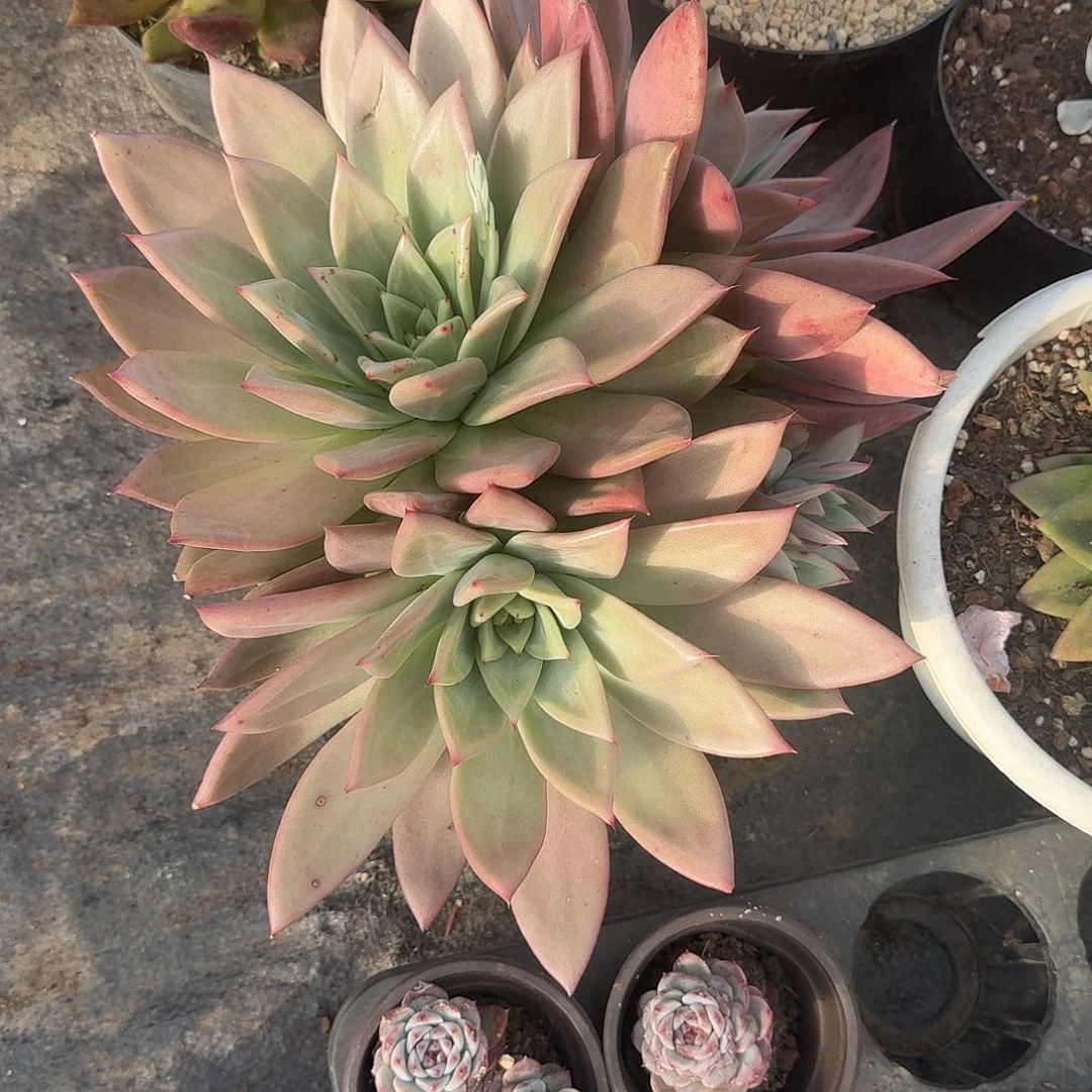 多肉植物巨人杂交一刻