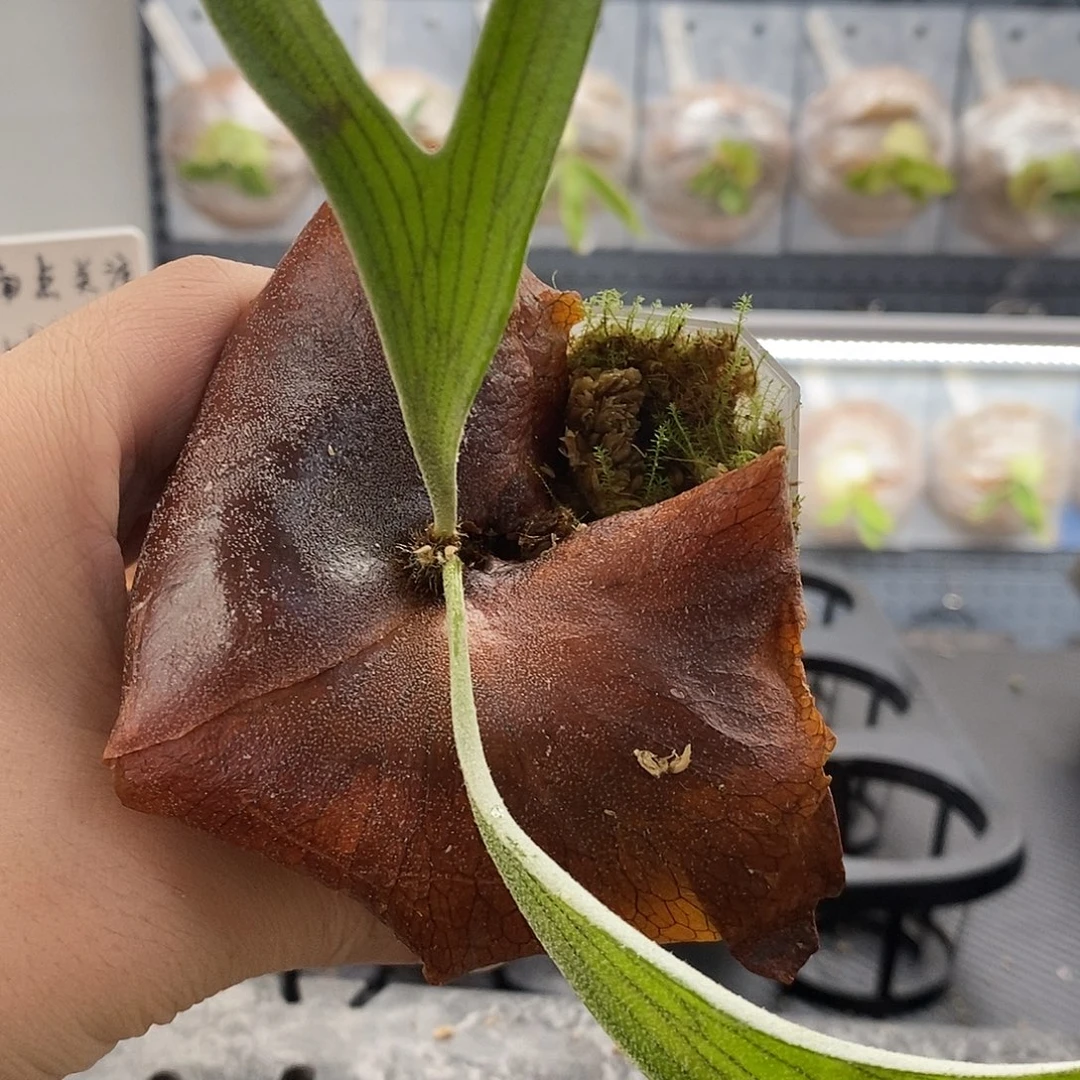 无花朵马原鹿角蕨