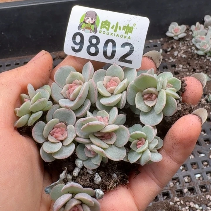 多肉植物多肉植物