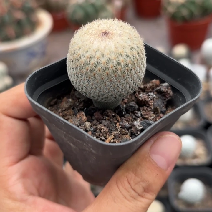 实生月世界好养皮实