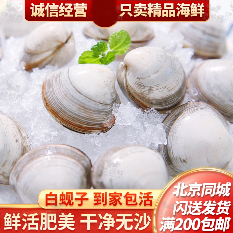 每份一斤 鲜活白蚬子