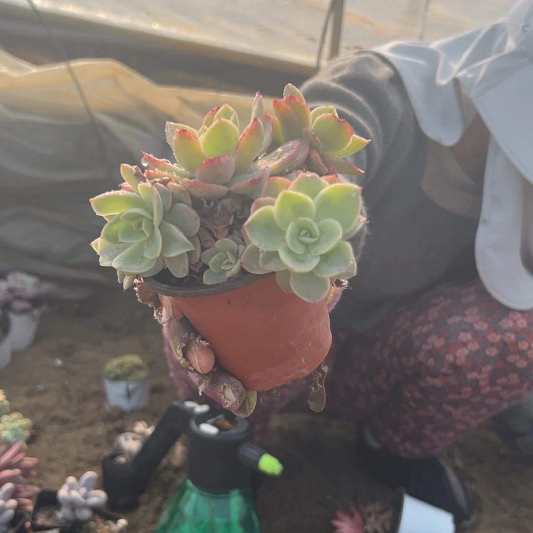 多肉植物多肉植物