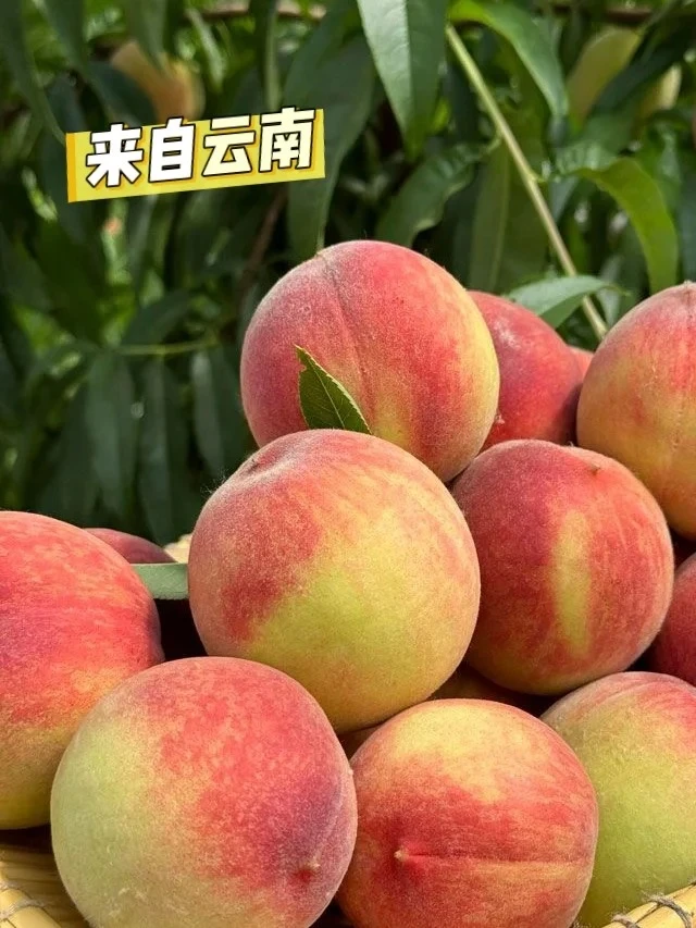 【宁夏次日达】云南冬桃5斤箱装