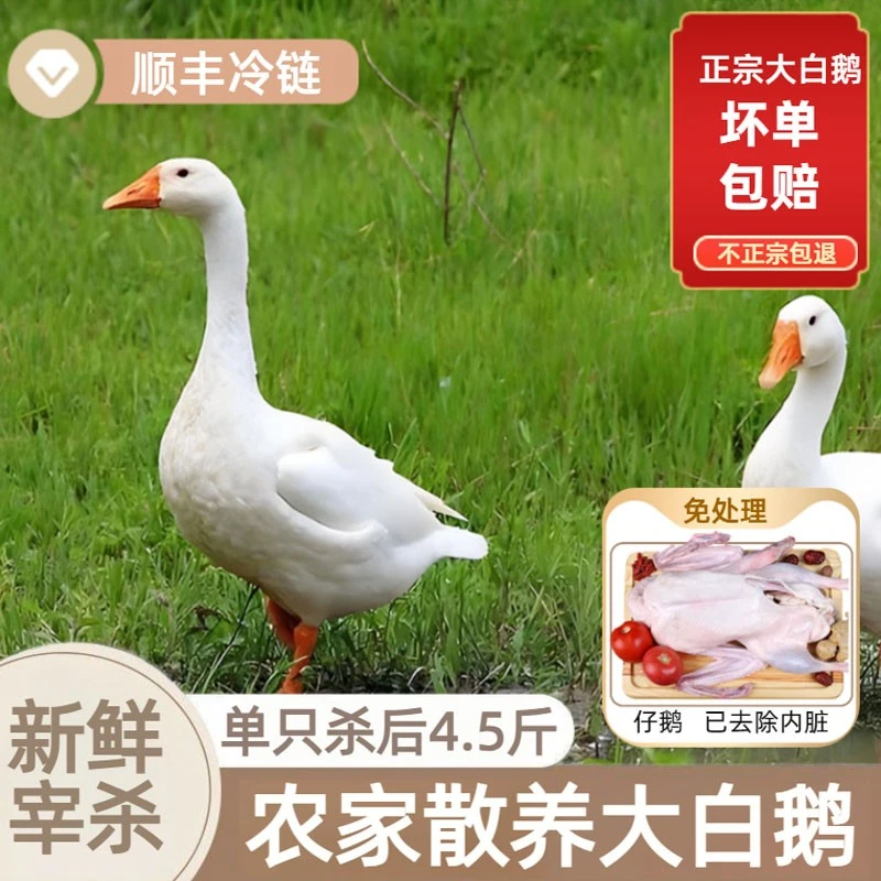 新鲜现杀土鹅大雁鹅嫩鹅农家散养鹅肉大白鹅鲜仔鹅冷冻净膛4-9斤