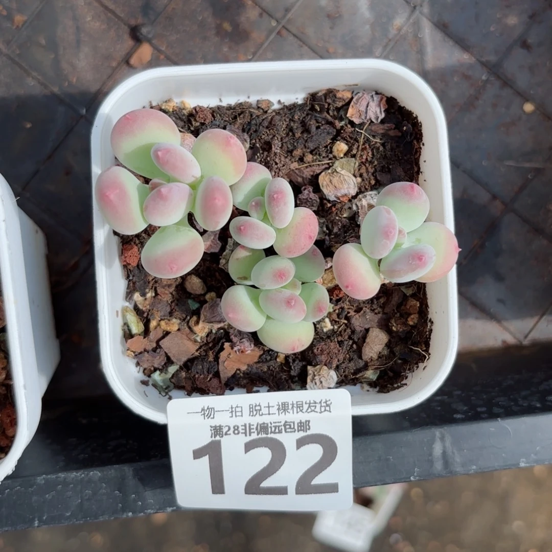 苹果奶老桩无盆土发货