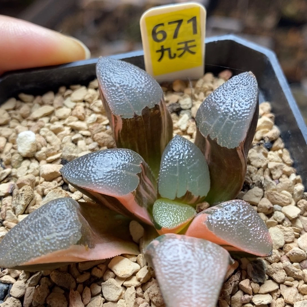 671号网纹克锦多肉