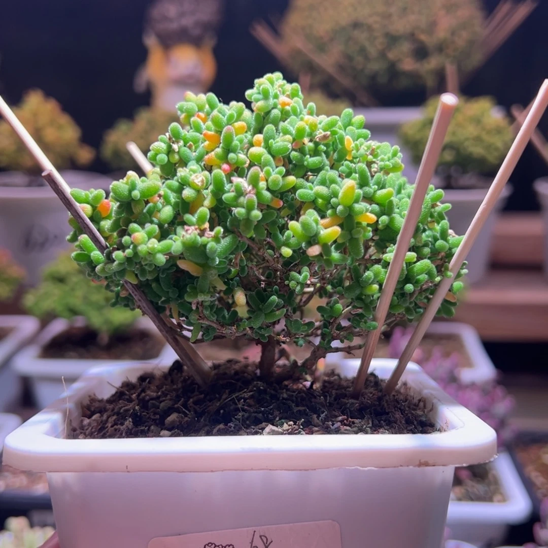 249蜜橘一物一拍包开箱