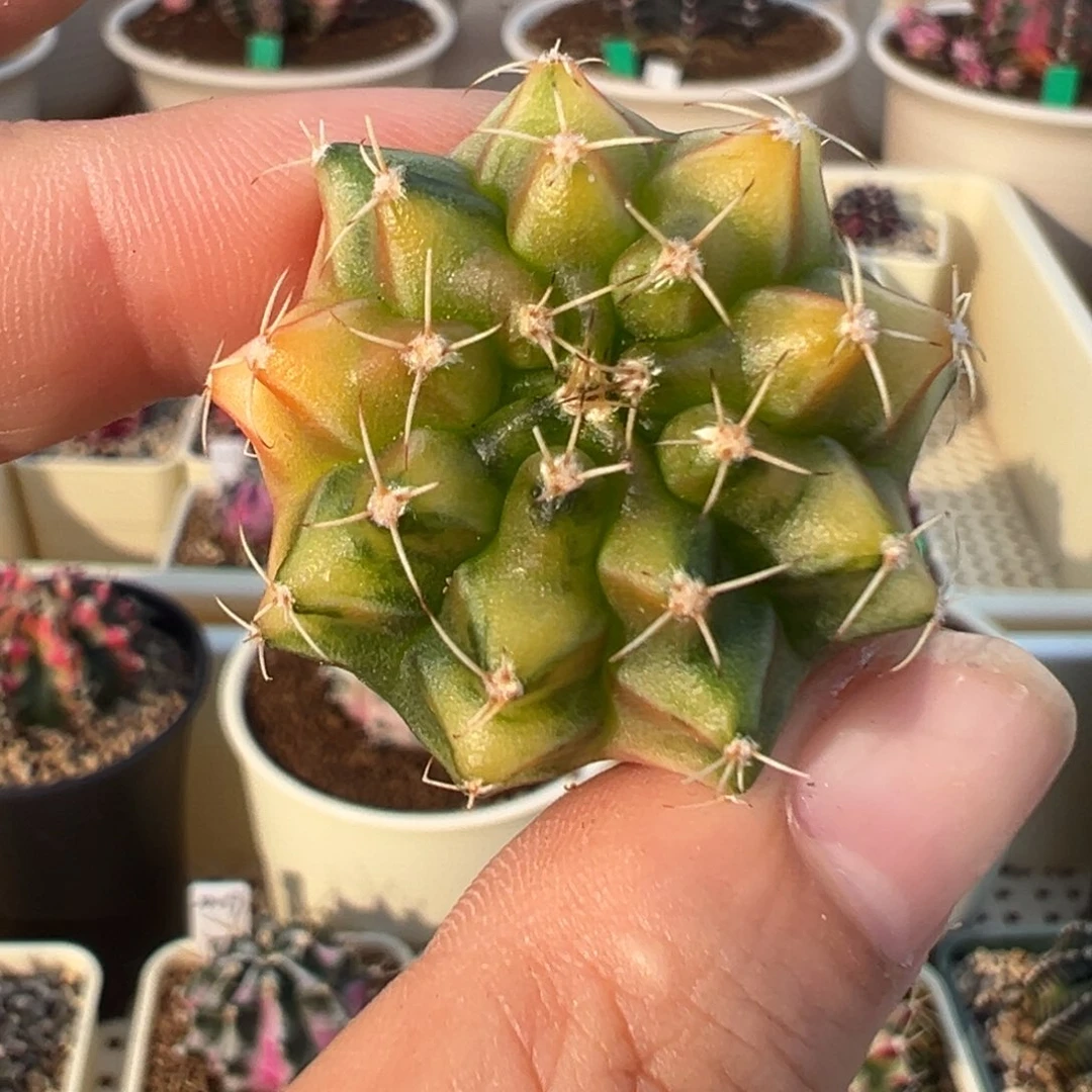 200 好看的米哈冲冲冲