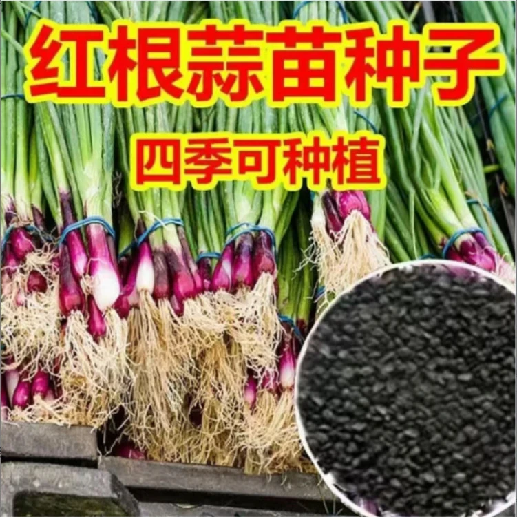 红根蒜苗种子红根香蒜硬叶蒜苗一年四季三茬连续均可种植蒜苗种籽