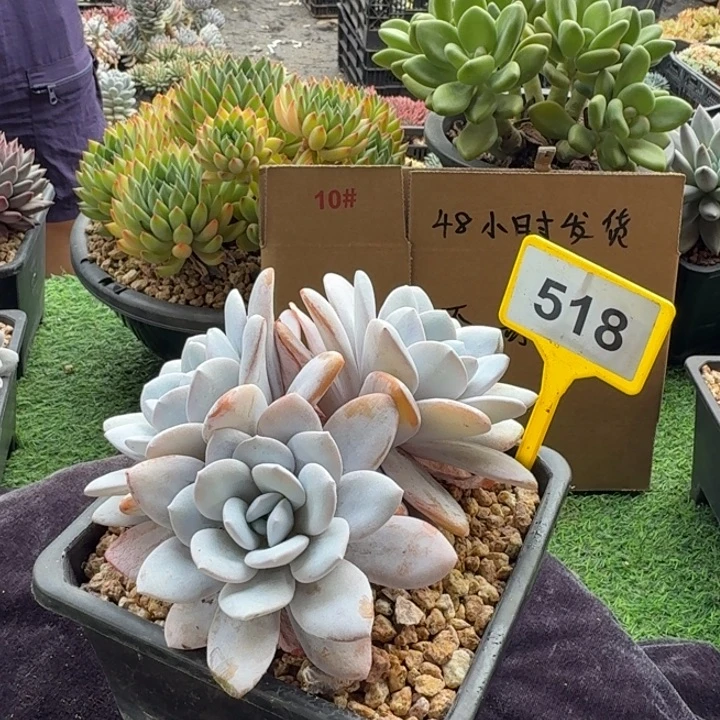 雪莲一物一拍518.