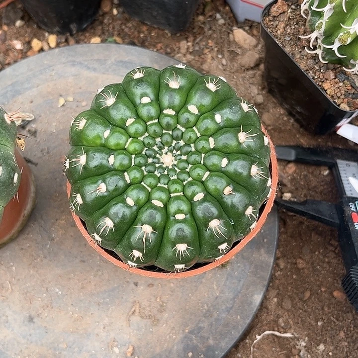 炫美玉仙人球实生——